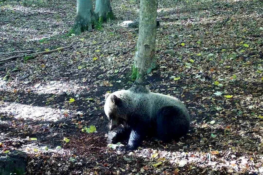 FOTO: Medvede pri chatovej oblasti v Súľovských skalách, foto 3